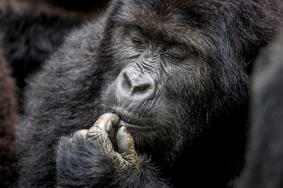 Congo Gorilla