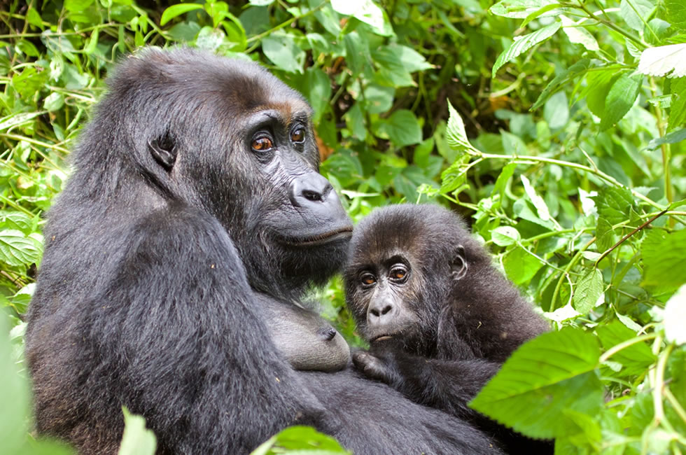 Kahuzi Biega Gorilla