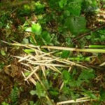 Bamboo Shoots