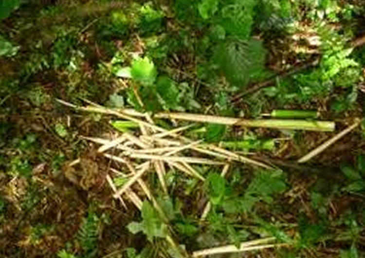 Bamboo Shoots