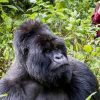 Gorilla Trekking in Africa – Frequently Asked Questions